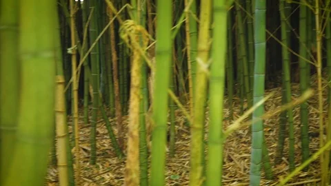 Thick bamboo forest Video stock 101005806