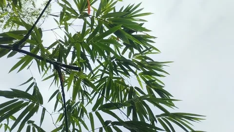 Thick bamboo leaves Stock Footage 309443799