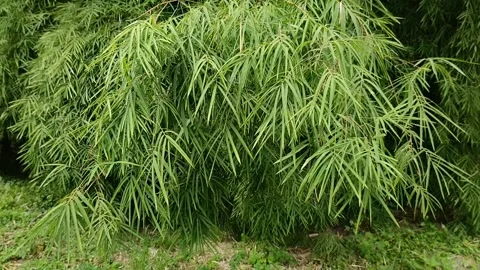 Thick bamboo leaves Stockbeeldmateriaal 309444025