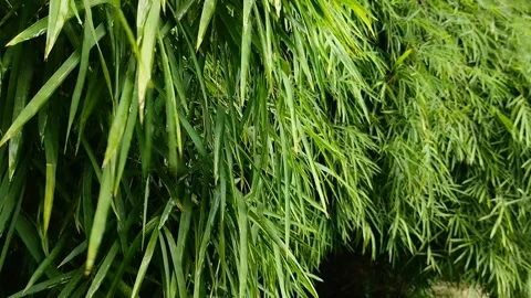Thick bamboo leaves Stockbeeldmateriaal 309444028
