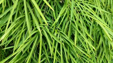 Thick bamboo leaves Stockbeeldmateriaal 309444080