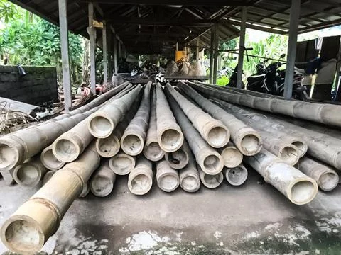 Thick bamboo stems under canopy are dried. Stock Photos