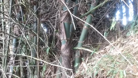 Thick Bamboo Thicket 스톡 동영상 335080471