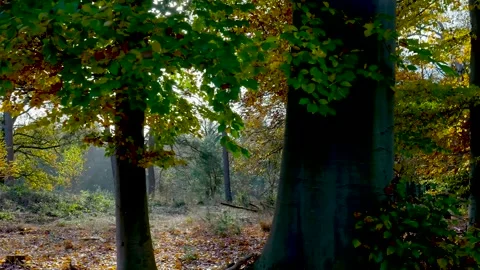 Thick Beech In Fog, Tranquil Scene Of Fogladen Beech Woods With Lush Undergrowth Stock Footage 328049979