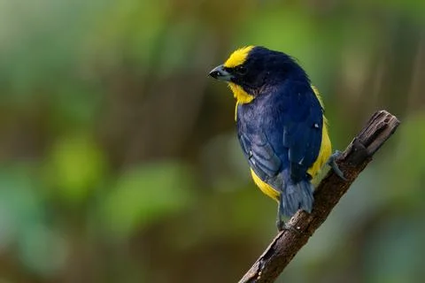 Thick-billed Euphonia Euphonia laniirostris, male finch with blue back and .. Stock Photos
