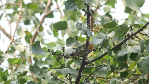 Thick billed Green Pigeon Perched on Tree Branch Stock Footage 327831755