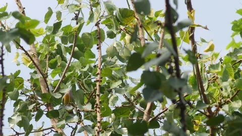 Thick billed Green Pigeon Perched on Tree Branch Stock Footage 327831785