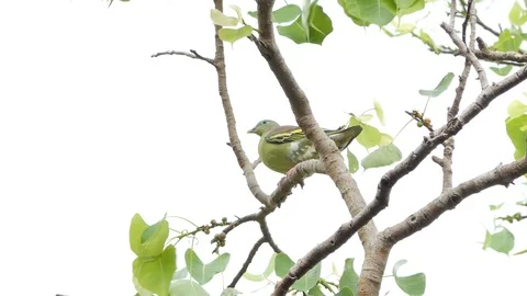 Thick-billed Green Pigeon on tree. Vídeos de archivo 101376948