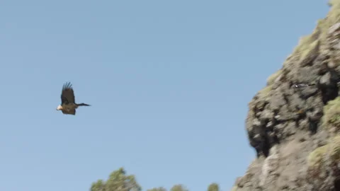 Thick-Billed Raven chasing Bearded vulture, Ethiopia Video stock 138896164