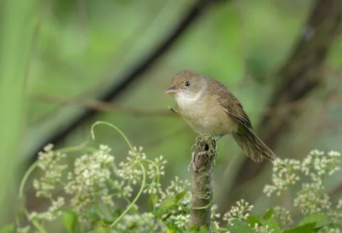 Thick-billed warbler Stock Photos