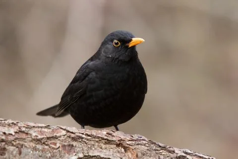 Thick blackbird on a trunk Stock Photos