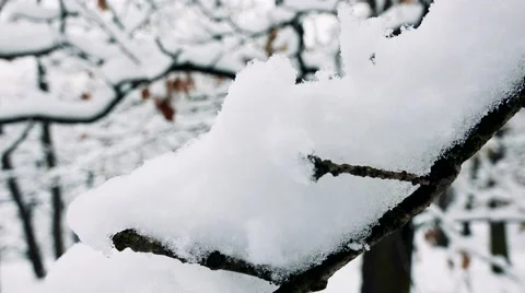 Thick blanket of snow on branch of tree Video stock 61545601