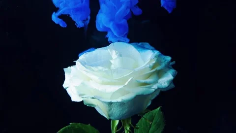 Thick blue smoke falls on the petals of a white rose. Stock Footage 89004756