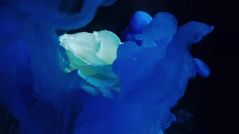 Thick blue smoke rises and envelops the petals of a white rose. Stock Footage 89005107