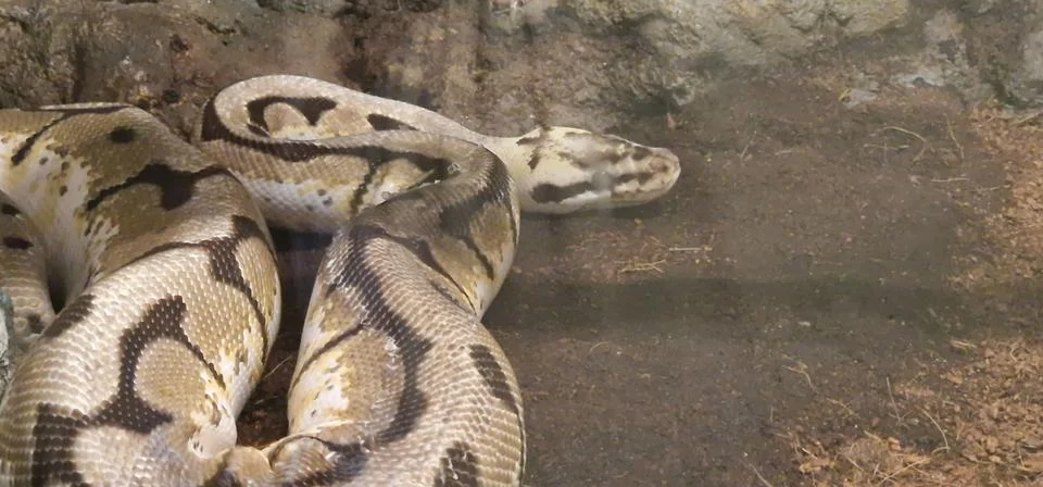 A thick-bodied ball python with a light tan and dark brown blotched pattern r Foto stock