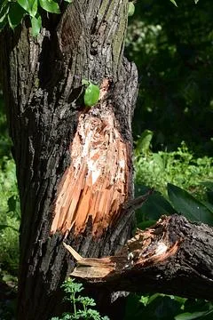 A thick branch broke off from a tree trunk. Stock Photos
