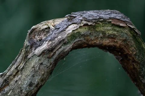 A thick branch with a cobweb underneath against dark natural background Stock Photos