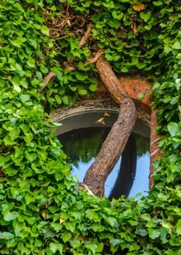 The thick branch in front of the window Foto stock