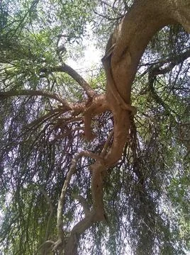 Thick branches of a dense tree Stock Photos