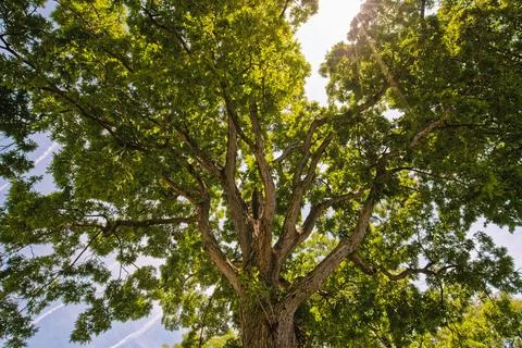 Thick branches of a mature tree stretch outward beneath a dense canopy of b.. Foto stock