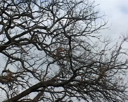 Thick branches (pan) Stock Footage 10793259