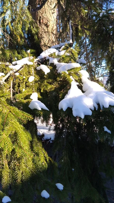 Thick branches of spruce trees covered in snow during the day 스톡 동영상 325307283