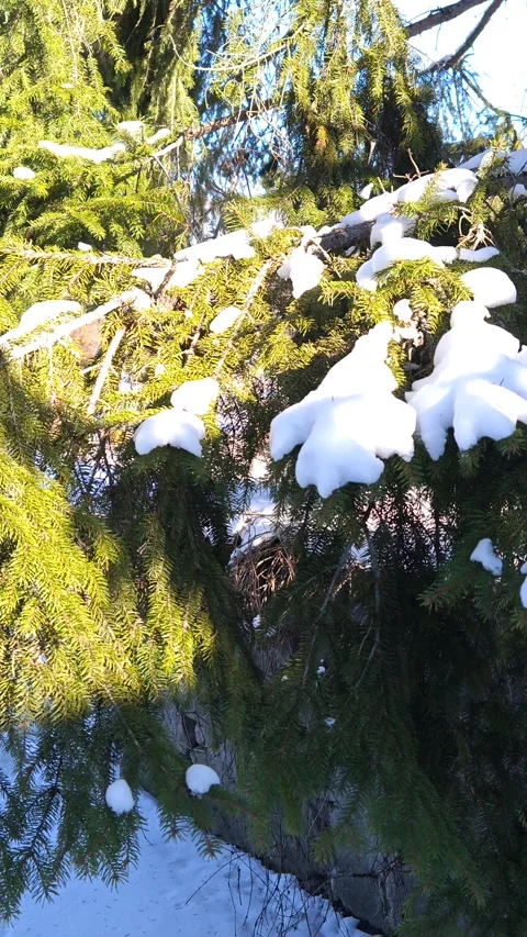 Thick branches of spruce trees in the snow on a sunny day Video stock 325307280