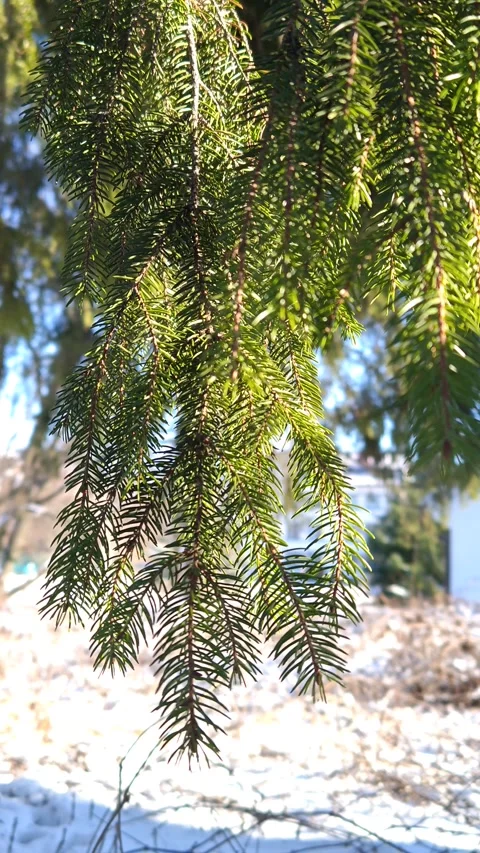 The thick branches of the spruce trees sway in the snow Video stock 325307281