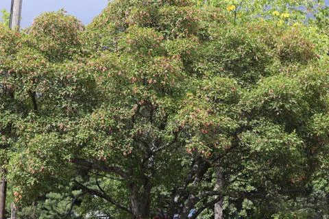 Thick branches of a tree with a few red flowers growing on it Stockfoto's