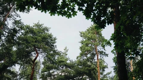 Thick branches of trees against the sky in the forest Stock Footage 326252217