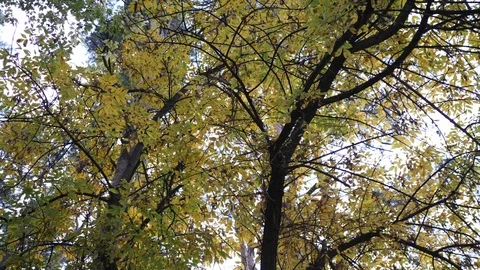 Thick branches of trees with yellow leaves. Autumn background Stock Footage 124554330