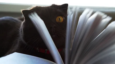 Thick brown cat on couch with book. Playful cat and book. Stock Footage 76708063