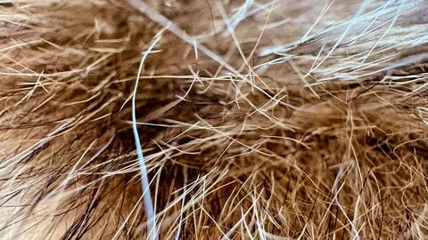 Thick brown fur texture close-up with long white and beige bristles, abstract Stock Photos