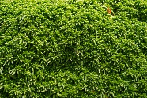 Thick brown moss close-up soft selective focus Stock Photos