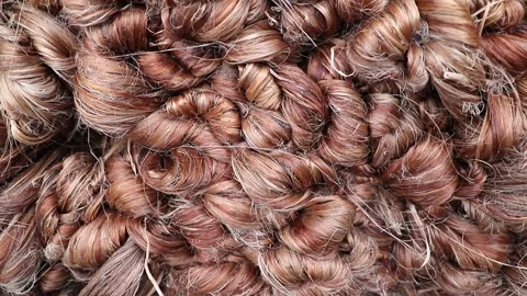 Thick bundles of Wet raw jute fiber Stock Footage 206376961