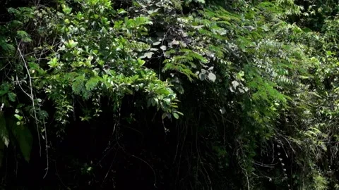 Thick bushes sway in the wind. Stock-Footage 291619755