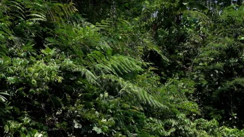 Thick bushes sway in the wind Stock Footage 291619795