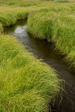 Thick Bushy Grass Dips Into The Beginning Of Gibbon River Фото