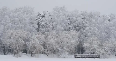 A thick canopy of trees blanketed in snow stands tall, with a snow-covered Video stock 253438940
