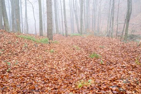 Thick carpet of leaves Stock Photos
