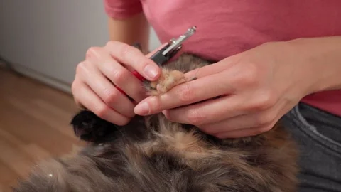 The thick cat of the tortoise color is cut claws Stock Footage 152932421
