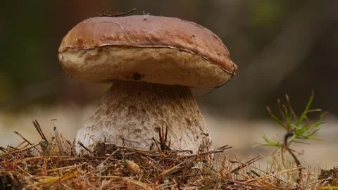 Thick cep mushroom close-up Stock Footage 301989918