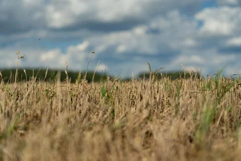 Thick clouds are flying low in the sky over green and yellow fields Stock Photos
