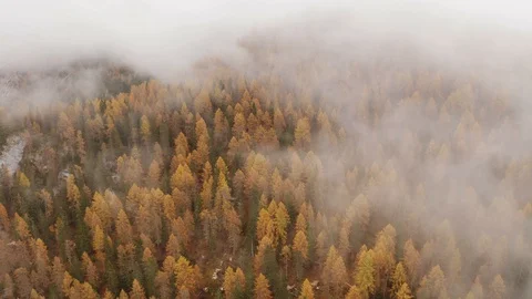 Thick clouds moving fast covering a forest of orange Larches, Autumn Stock Footage 129826911