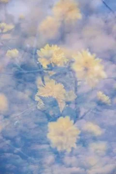Thick clouds in the sky and flower Stock Photos