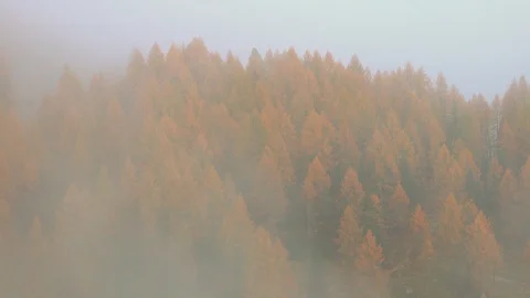 Thick clouds on top of a forest of orange Larches in Autumn Stock Footage 129827011