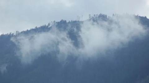 Thick cloudy mist hangs over pine trees on mountain side. Stock Footage 86757849