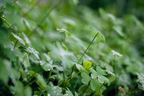 Thick clover forest at dawn with dewdrops Stock Photos