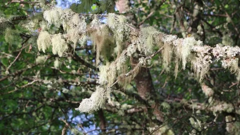 Thick clumps of lichen on tree branch moving in wind Stock Footage 310452403