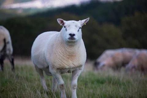 Thick coat sheep  Stock Photos